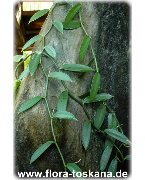 Vanilla planifolia - Echte Vanille (Pflanze), Gewürz-Vanille