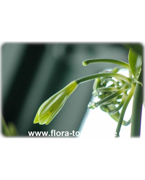 Vanilla planifolia - Echte Vanille (Pflanze), Gewürz-Vanille