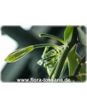 Vanilla planifolia - Echte Vanille (Pflanze), Gewürz-Vanille