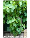 Vitis vinifera - Wein (Pflanzen), Weinsorten