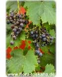 Vitis vinifera - Wein (Pflanzen), Weinsorten