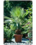 Washingtonia filifera - Petticoat-Palme, Kalifornische Fächer-Palme, Fädige Washingtonie