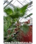 Washingtonia robusta - Petticoat-Palme, Mexikanische Fächer-Palme, Mexikanische Washington-Palme