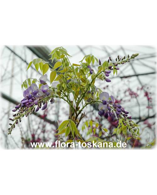 Wisteria sinensis - Queen's Wreath, Sandpaper Vine