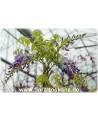 Wisteria sinensis - Queen's Wreath, Sandpaper Vine