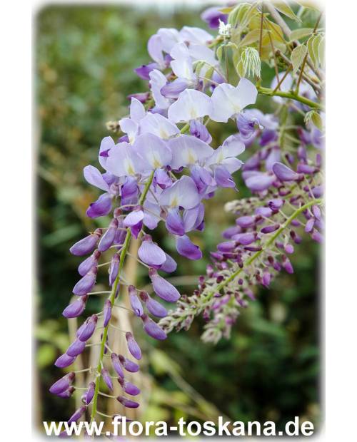 Wisteria sinensis - Queen's Wreath, Sandpaper Vine