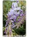 Wisteria sinensis - Queen's Wreath, Sandpaper Vine