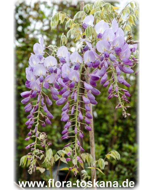 Wisteria sinensis - Queen's Wreath, Sandpaper Vine