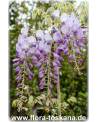 Wisteria sinensis - Queen's Wreath, Sandpaper Vine