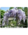 Wisteria sinensis - Queen's Wreath, Sandpaper Vine