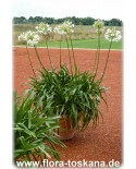 Agapanthus praecox 'Albus' - Schmucklilie, weiße Schmucklilie