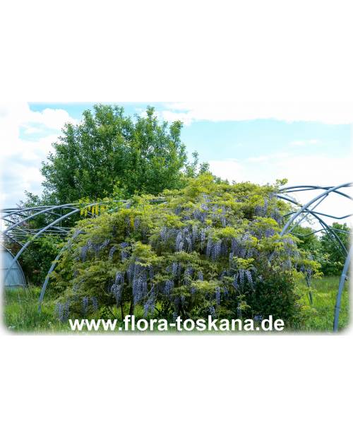 Wisteria sinensis - Queen's Wreath, Sandpaper Vine