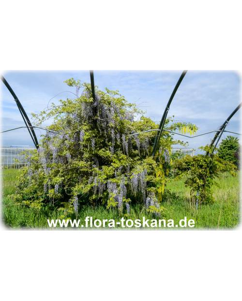 Wisteria sinensis - Queen's Wreath, Sandpaper Vine