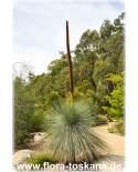 Xanthorrhoea johnsonii - Australischer Grasbaum