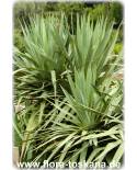 Yucca gloriosa - Kerzen-Palmlilie, Yucca