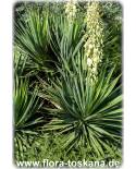 Yucca gloriosa - Kerzen-Palmlilie, Yucca