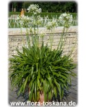 Agapanthus praecox 'Albus' - Schmucklilie, weiße Schmucklilie