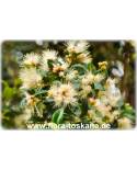 Syzygium paniculatum, Eugenia paniculata - Kirschmyrte