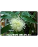Syzygium jambos - Rosenapfel