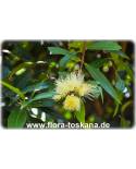 Syzygium jambos - Rosenapfel