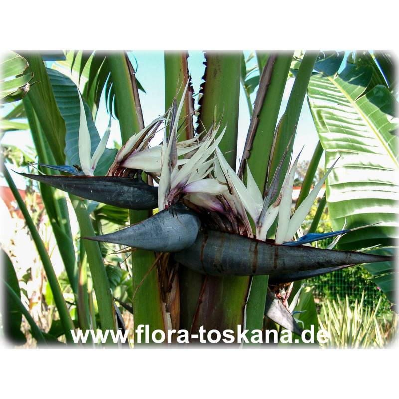 Strelitzia nicolai - Giant Bird of Paradise | FLORA TOSKANA