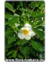 Stewartia pseudocamellia - Japanische Schein-Kamelie