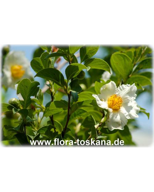 Stewartia pseudocamellia - Japanische Schein-Kamelie