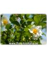 Stewartia pseudocamellia - Japanische Schein-Kamelie