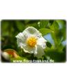 Stewartia pseudocamellia - Japanische Schein-Kamelie