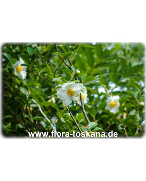 Stewartia pseudocamellia - Japanische Schein-Kamelie