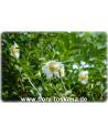 Stewartia pseudocamellia - Japanische Schein-Kamelie