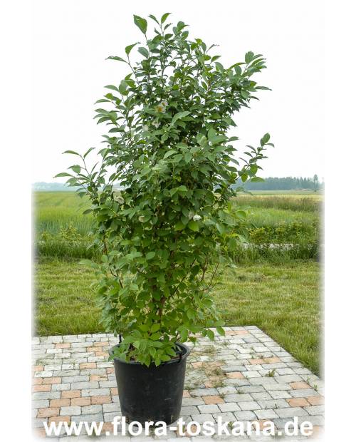 Stewartia pseudocamellia - Japanische Schein-Kamelie