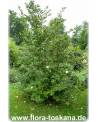 Stewartia pseudocamellia - Japanische Schein-Kamelie