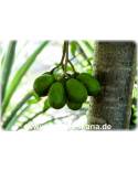 Spondias pinnata - Balsampflaume (Pflanze), Mombinpflaume, Gelbe Jamaica-Pflaume, Ambarella