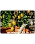 Spondias pinnata - Balsampflaume (Pflanze), Mombinpflaume, Gelbe Jamaica-Pflaume, Ambarella