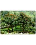 Spathodea campanulata - Afrikanischer Tulpenbaum