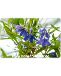 Sollya heterophyla, Billardiera heterophylla - Blauglöckchen
