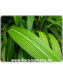 Setaria palmifolia - Palmen-Gras