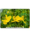 Senna floribunda, Cassia floribunda - Golden Snowy Cassia, Devil´s Finger