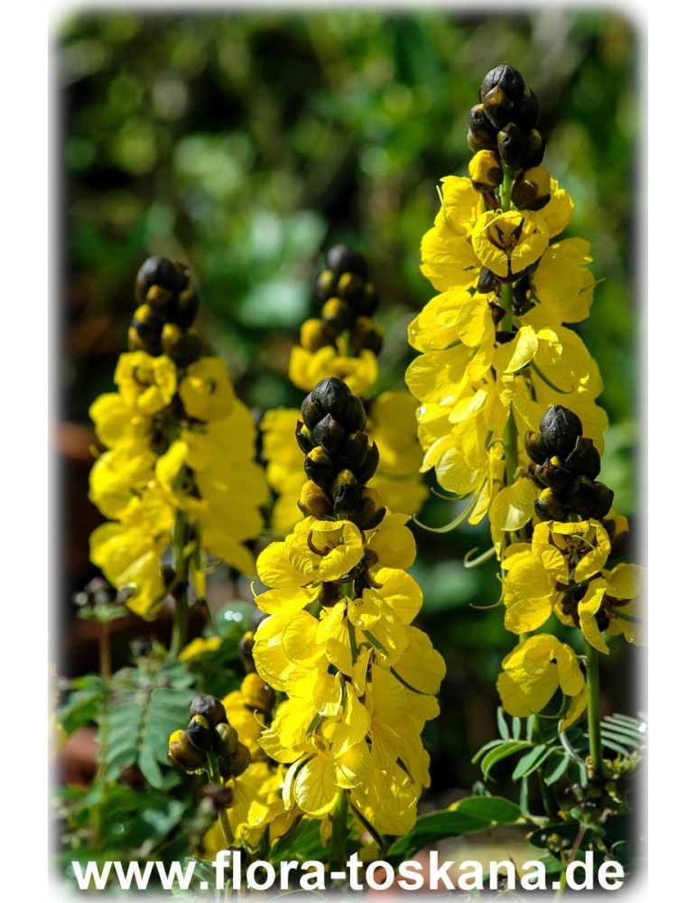Cassia didymobotrya POPCORN SENNA Yellow flowers SEEDS! 