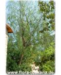 Schinus molle - Peruanischer Pfefferbaum
