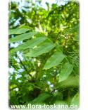 Sapindus mukorossi - Soap Nut Tree