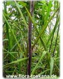 Saccharum officinarum - Sugar Cane