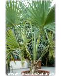 Sabal palmetto - Palmetto Palm