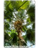 Sabal palmetto - Palmetto Palm