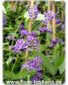 Hardenbergia violacea - Purpur-Korallenerbse