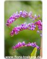 Hardenbergia violacea - Purpur-Korallenerbse