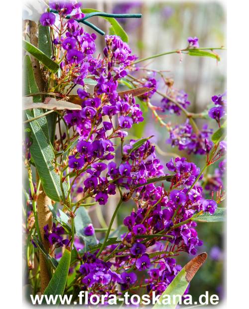 Hardenbergia violacea - Purpur-Korallenerbse