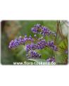 Hardenbergia violacea - Purpur-Korallenerbse