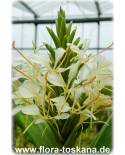 Hedychium coronarium - Schmetterlingslilie, Weißer Ingwer